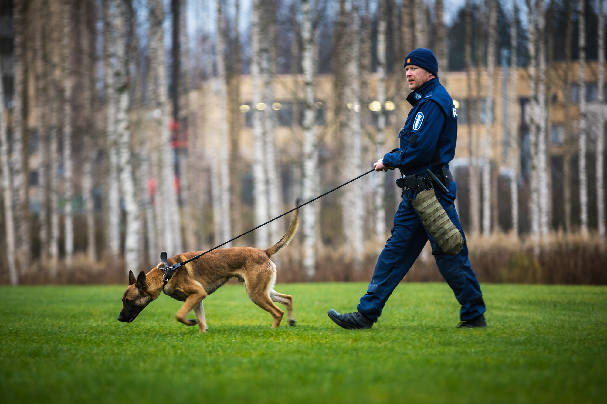 A police dog on the grass, pulling on the lead. The handler follows on behind.