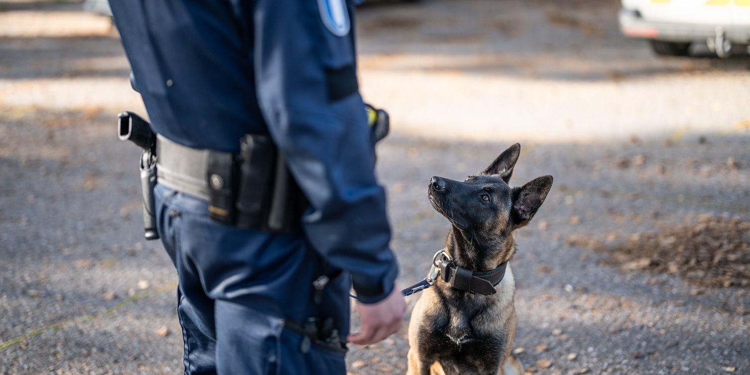 Koiranohjaaja ja maassa istuva poliisikoira katsovat toisiaan.