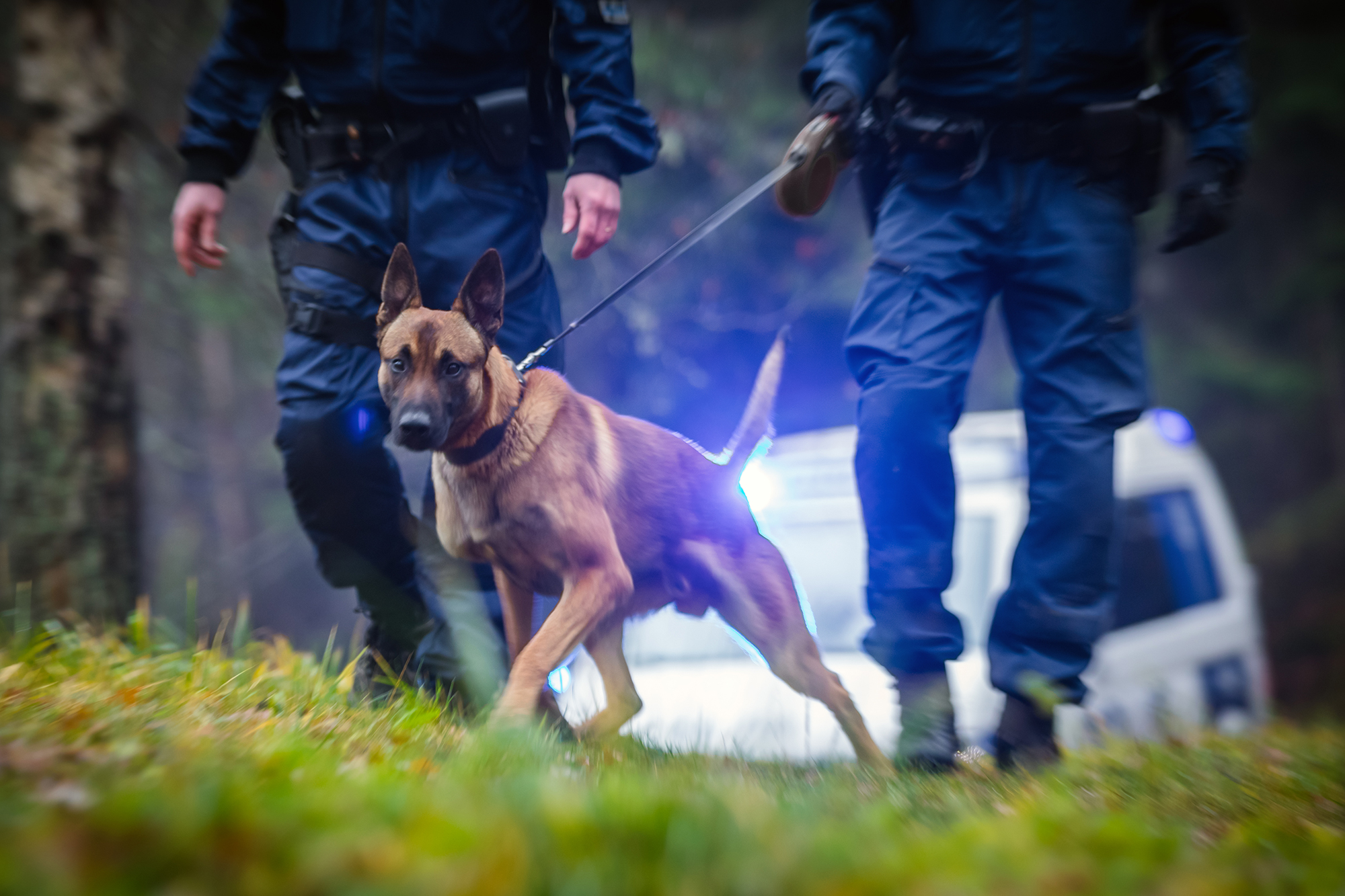 What Are Police Dogs Trained For