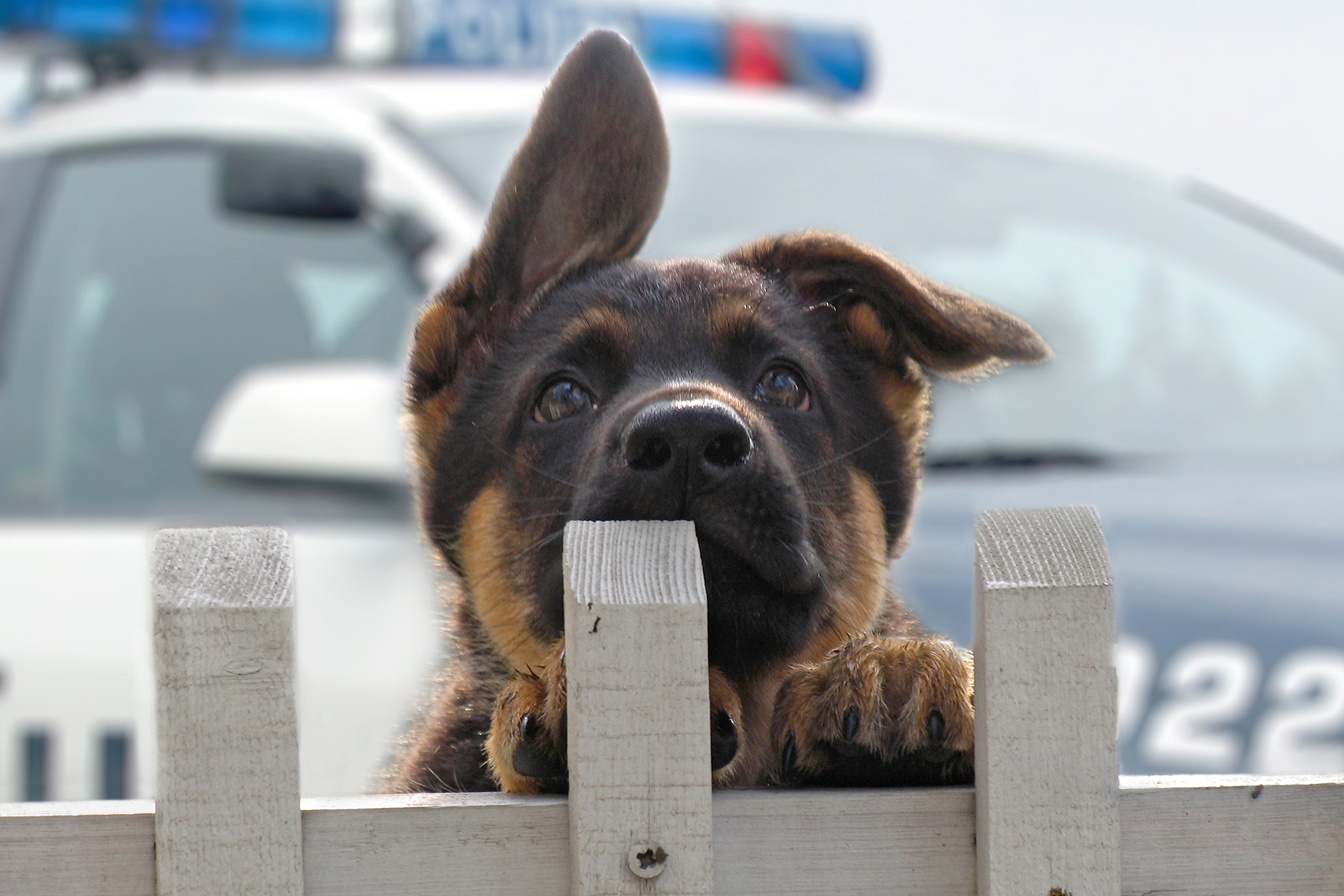 A puppy peaking over a wooden fence with a police car in the background.