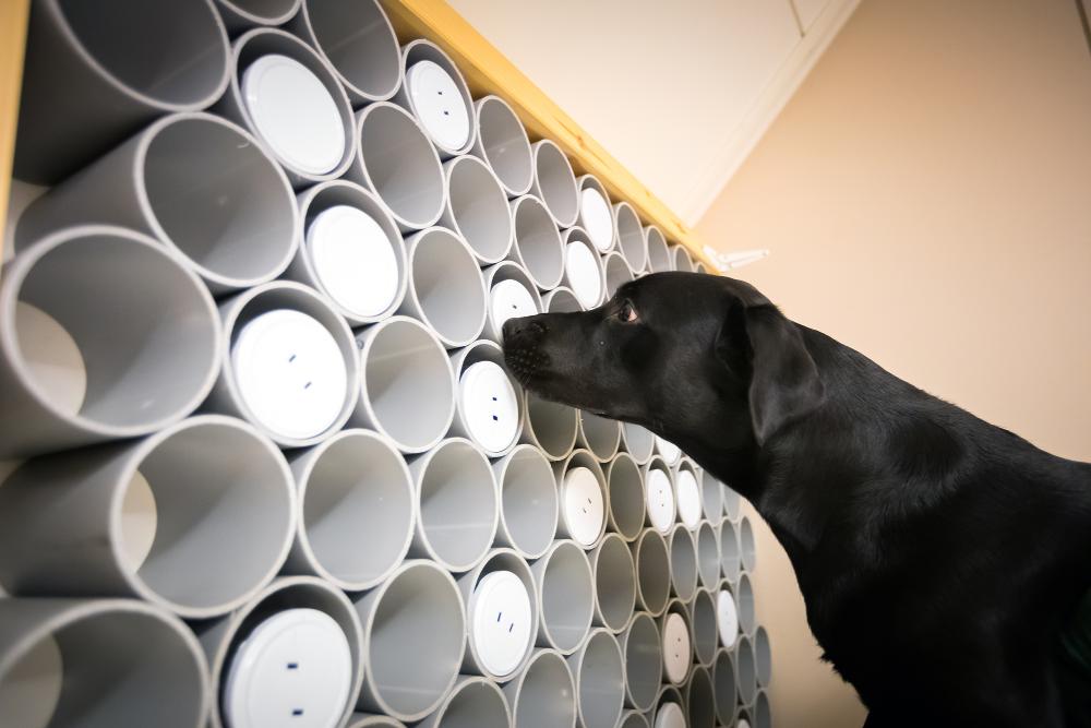 A police dog sniffing some rolls attached to the wall.
