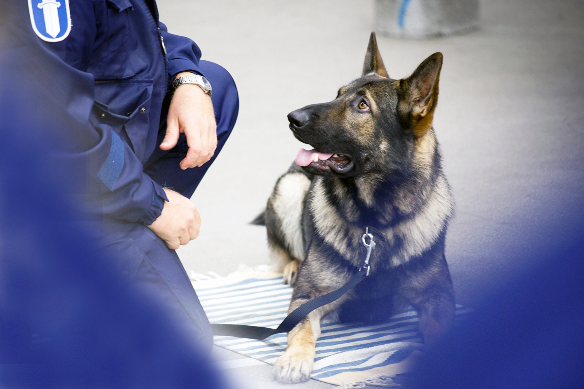 En kopplad polishund ligger på en matta bredvid hundföraren.