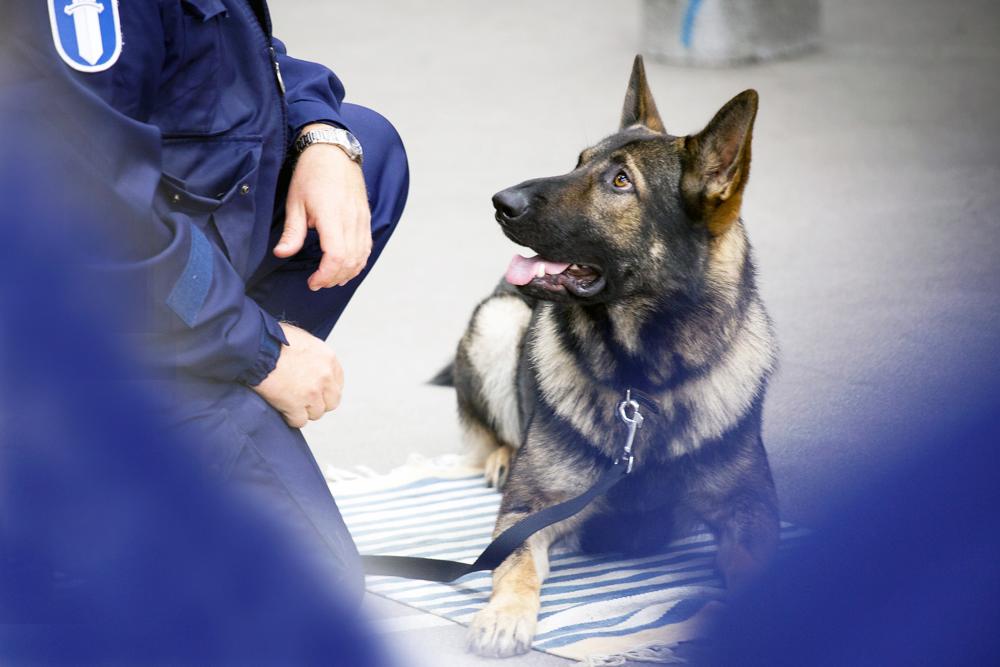 A police dog on a lead lying on a carpet next to the dog handler.