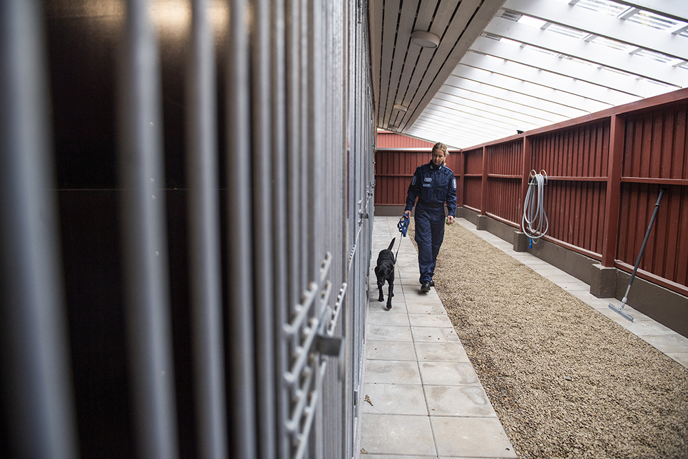 A uniformed police officer walking a dog on leash in the covered outdoor area of the kennel facilities.