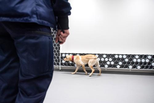 A dog sniffing containers stacked on the wall, dog handler at the front.