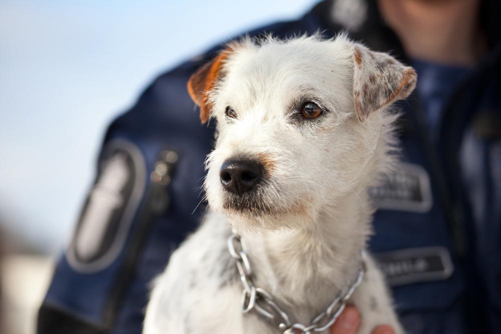 A small, specialist police dog, which is a Parson Russell terrier.